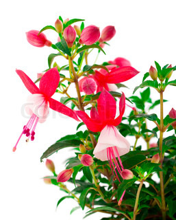 Fuchsia